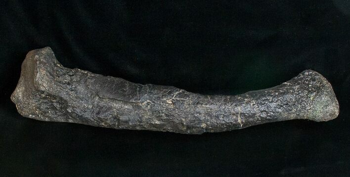 Allosaurus Metatarsal (Toe) Bone - With Stand #15321